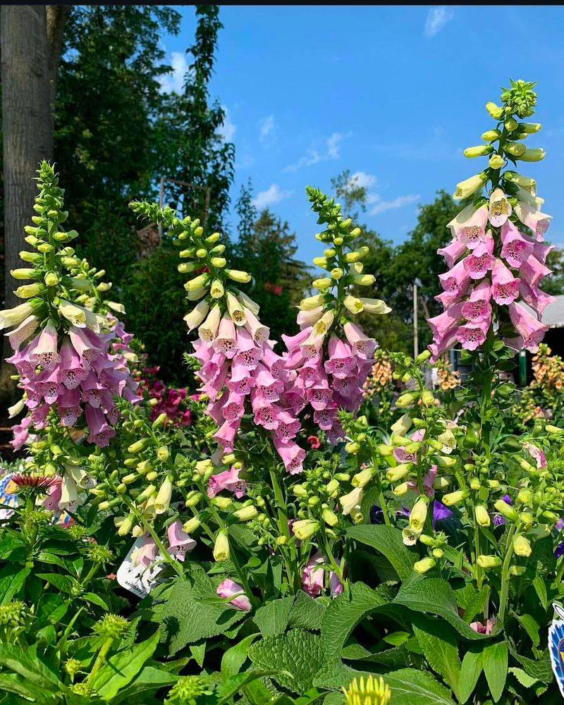 Foxglove