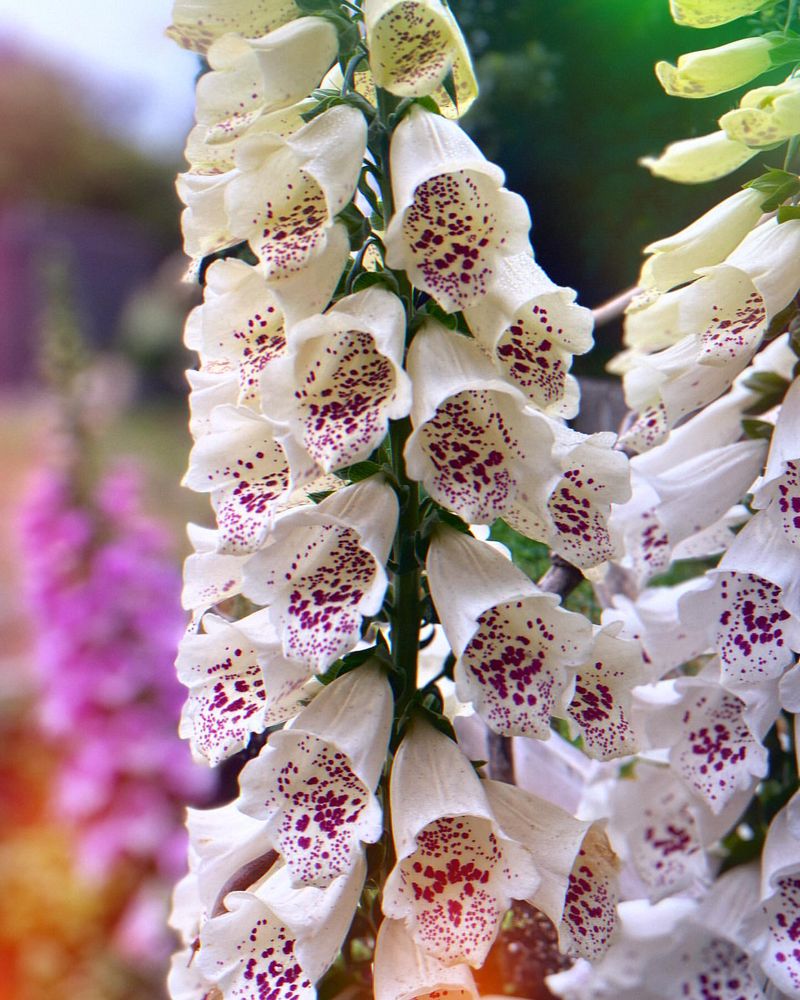 Foxglove