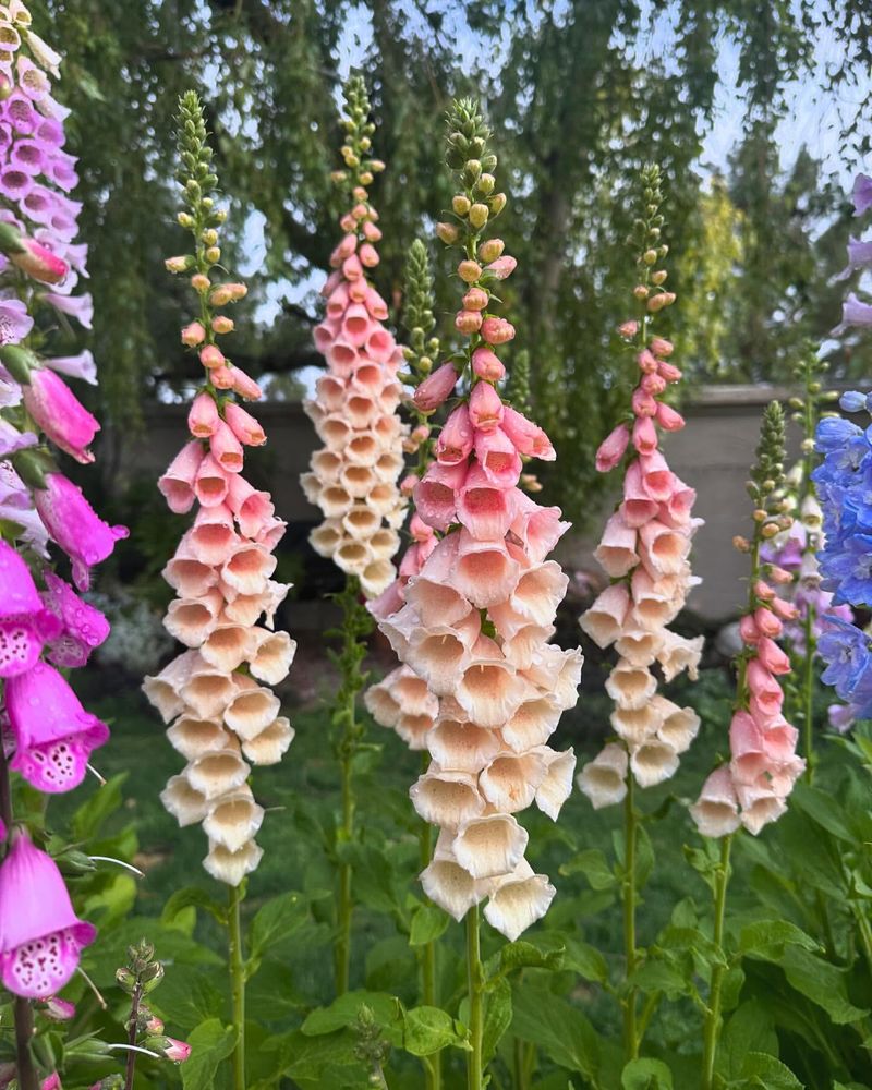 Foxglove