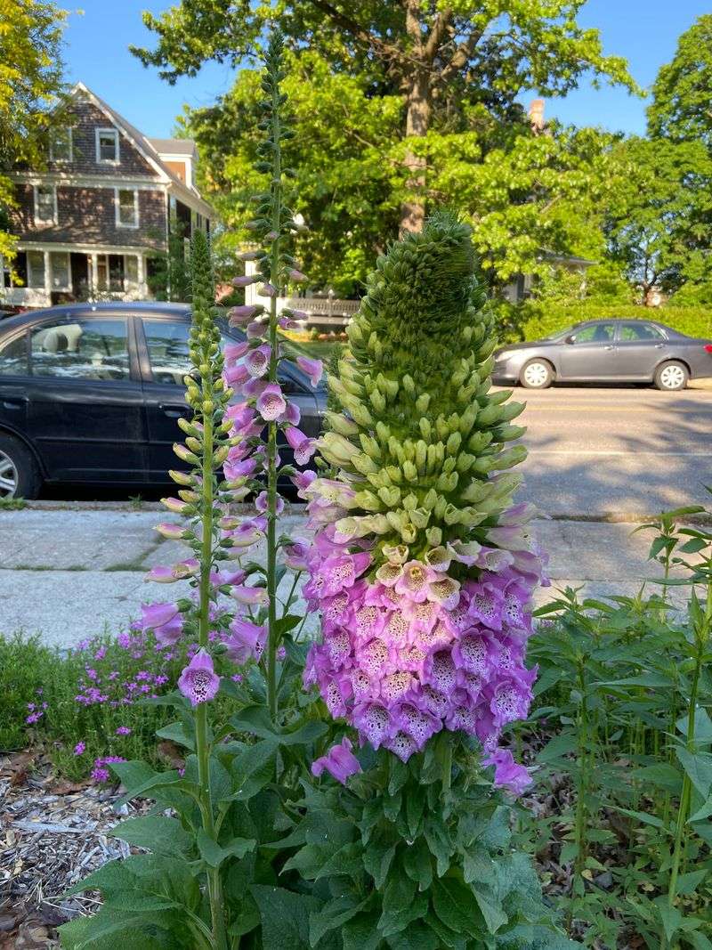 Foxglove