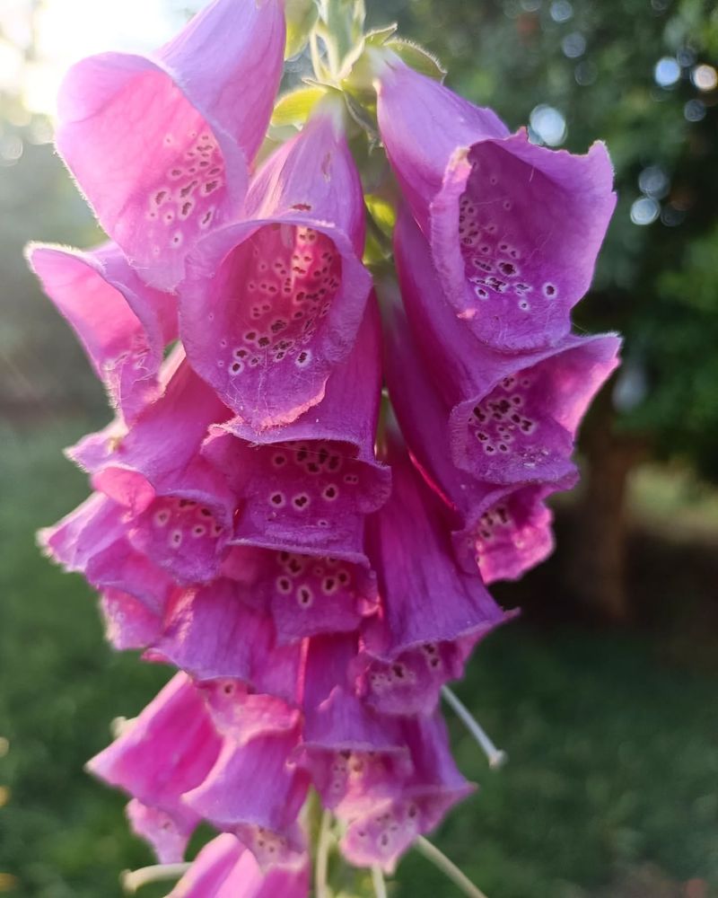 Foxglove