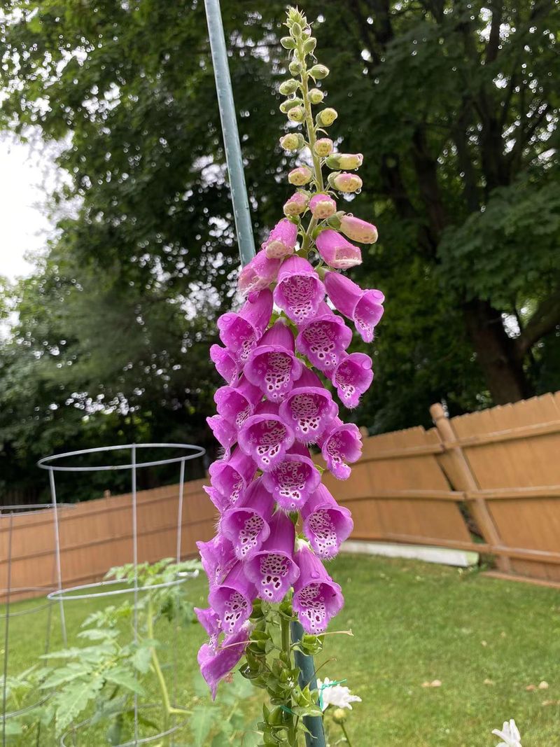 Foxglove