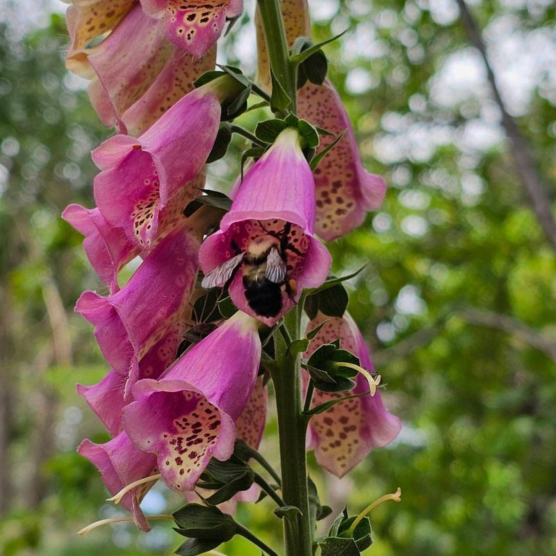 Foxglove