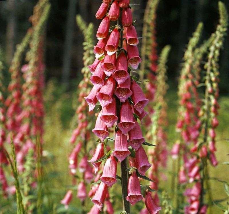 Foxglove