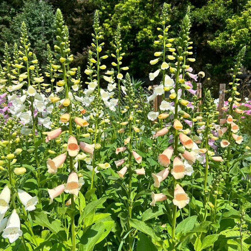 Foxglove