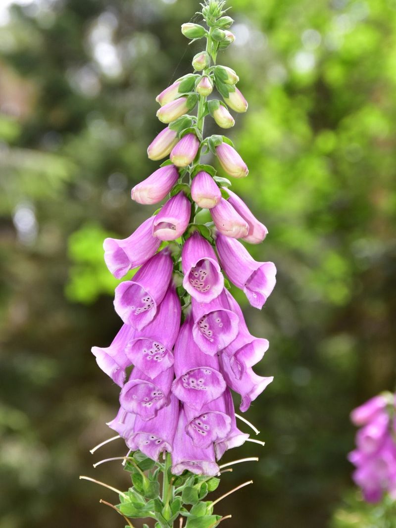 Foxglove