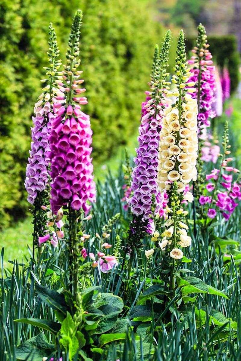 Foxglove