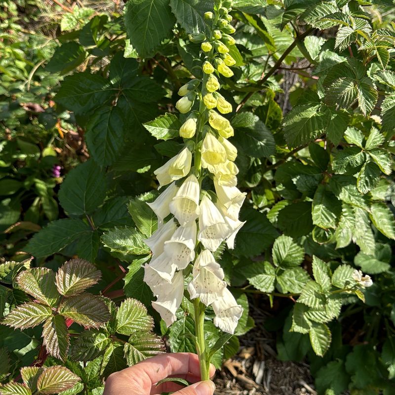 Foxglove Surprise