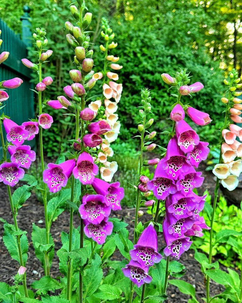 Foxgloves