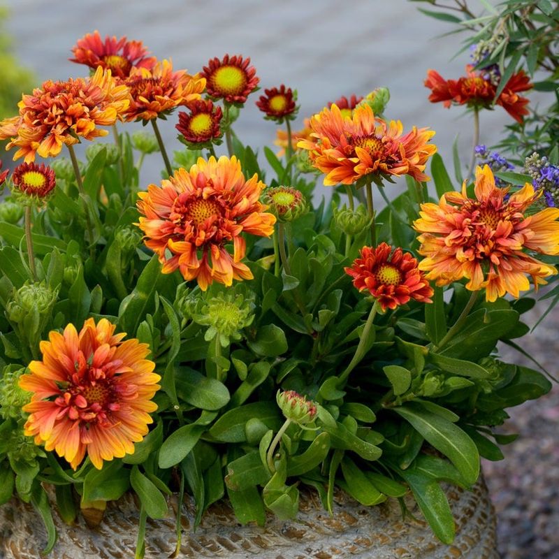 Fragrant Blooms