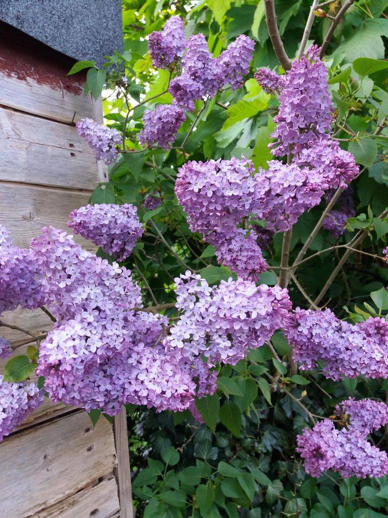 Fragrant Garden with Lilacs