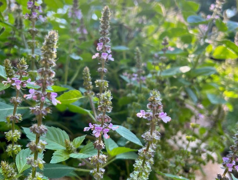 Fragrant Herb Borders