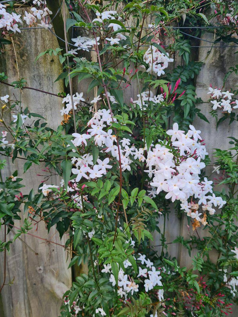 Fragrant Jasmine Vines