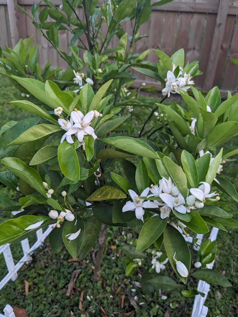 Fragrant Plant Choices