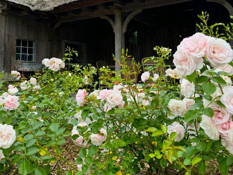 Fragrant Rose Alley