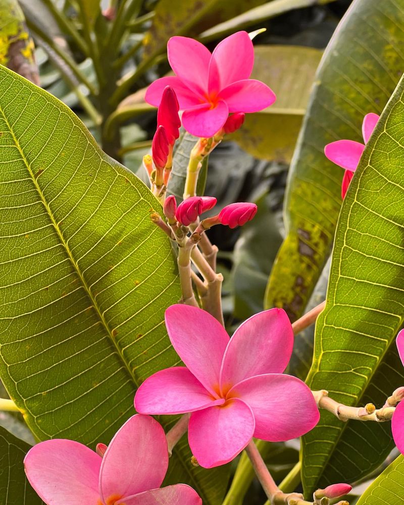 Frangipani