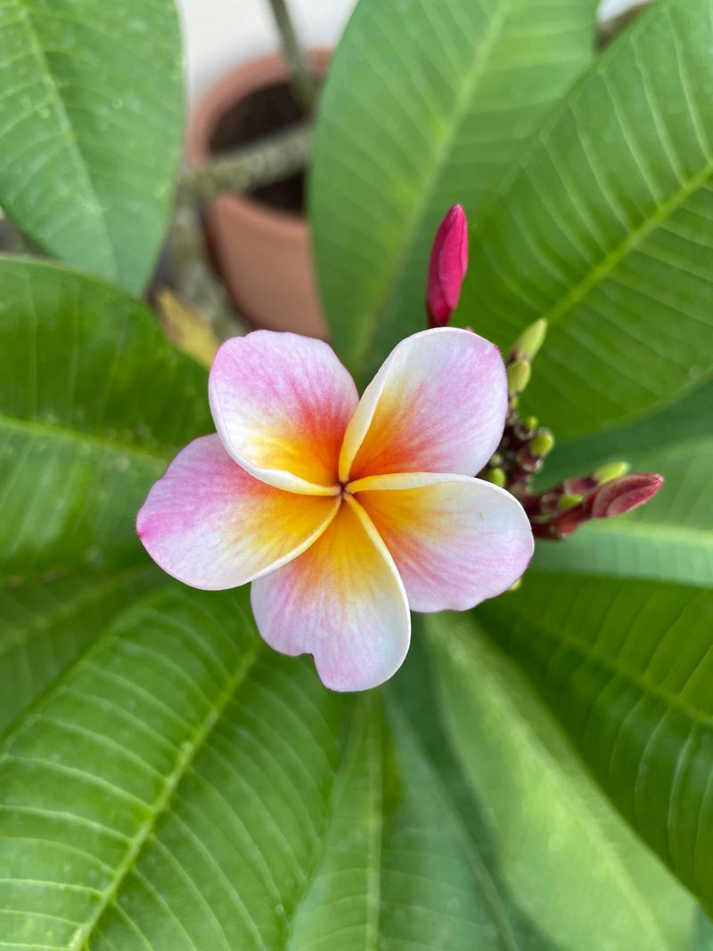 Frangipani