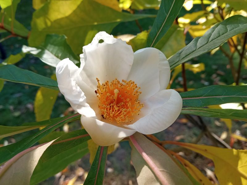 Franklin Tree Flower