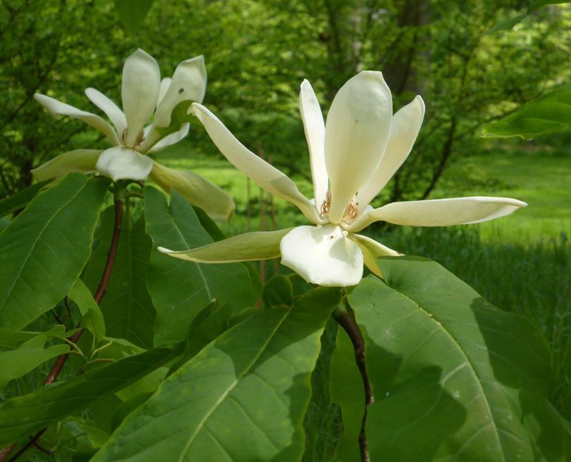 Fraser Magnolia