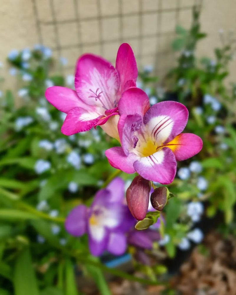 Freesia