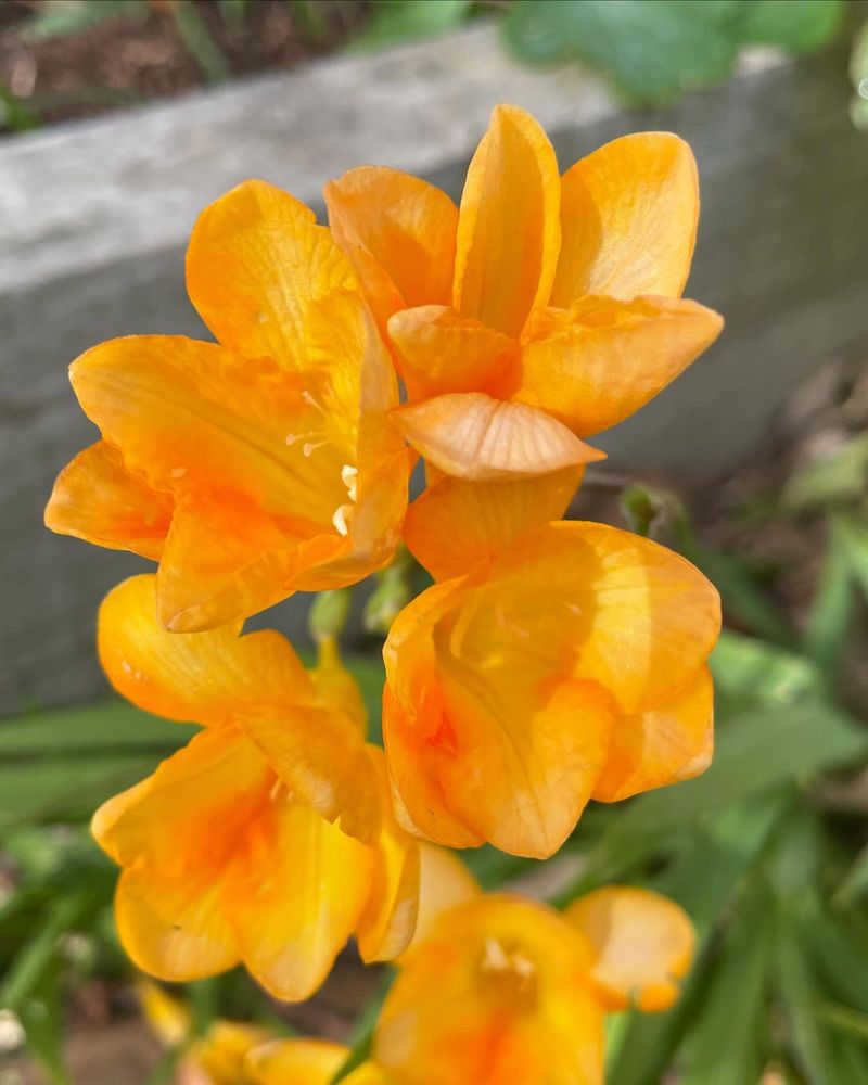 Freesia