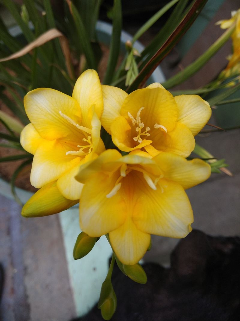 Freesia