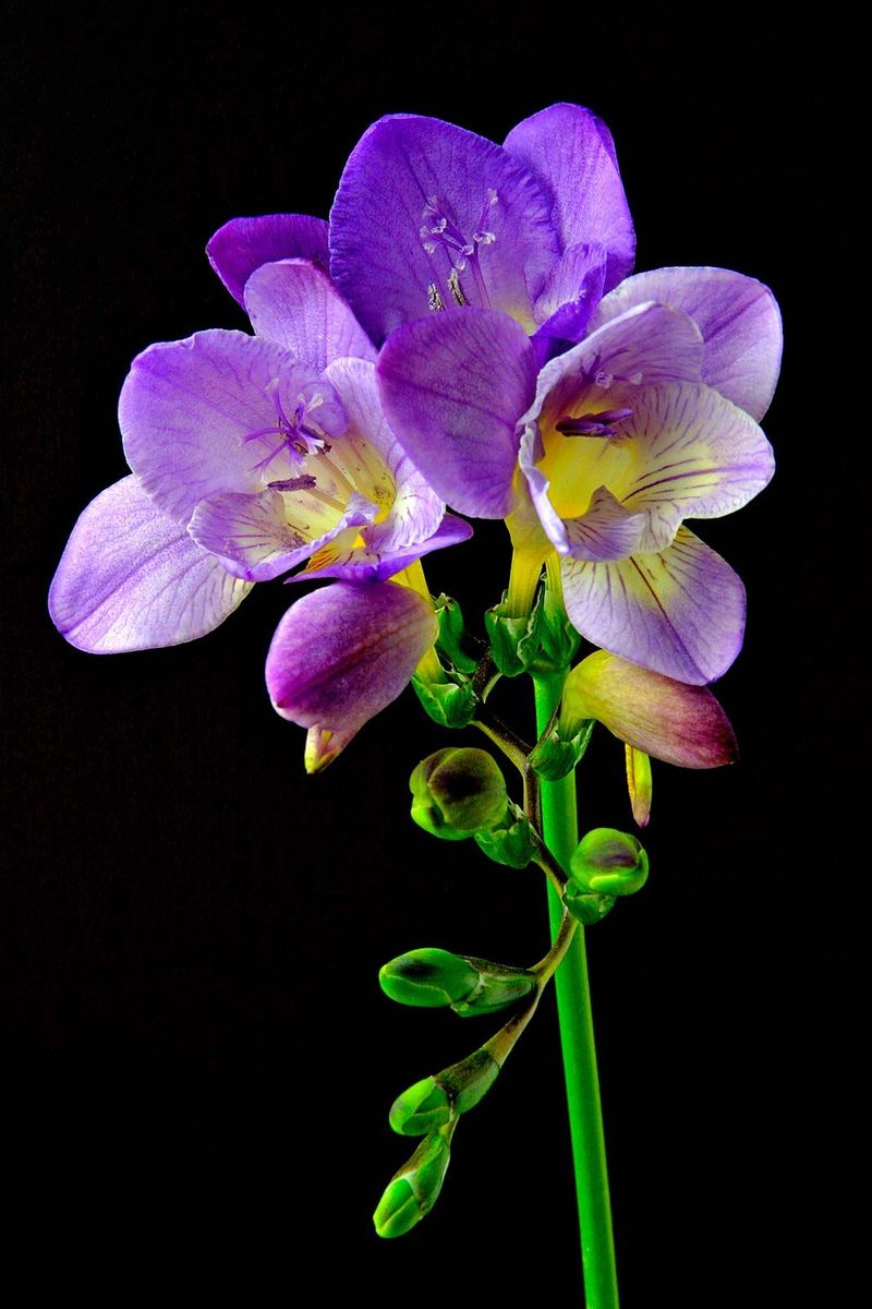 Freesia