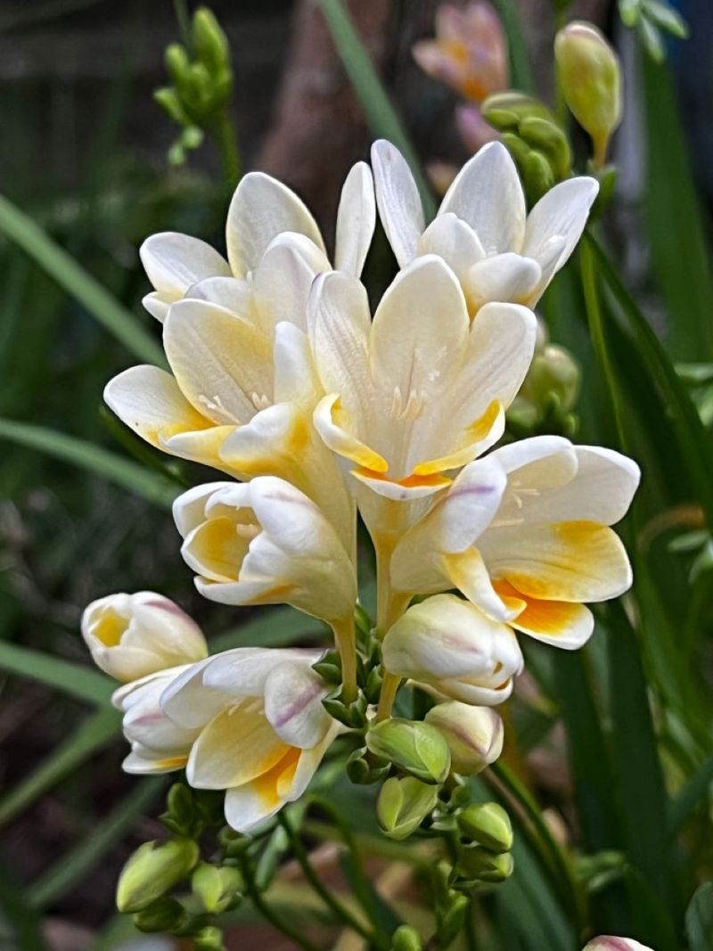 Freesia