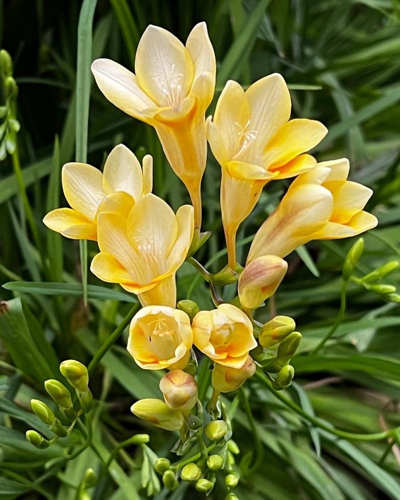 Freesia