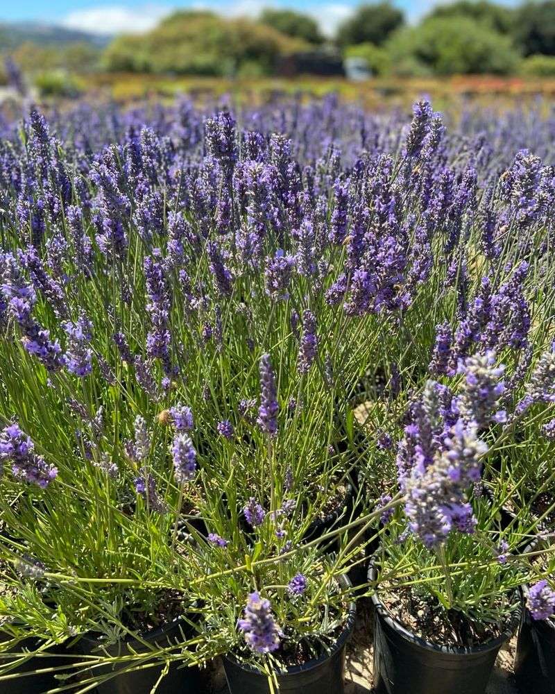 French Lace Lavender