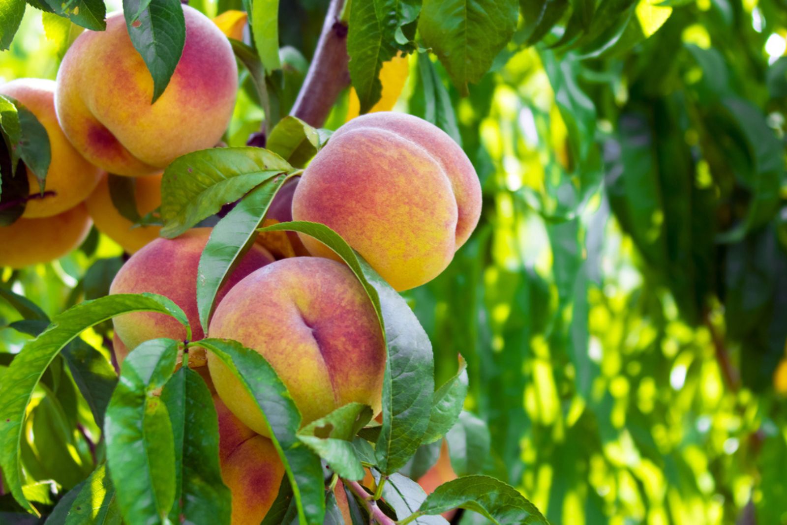 fresh peach tree