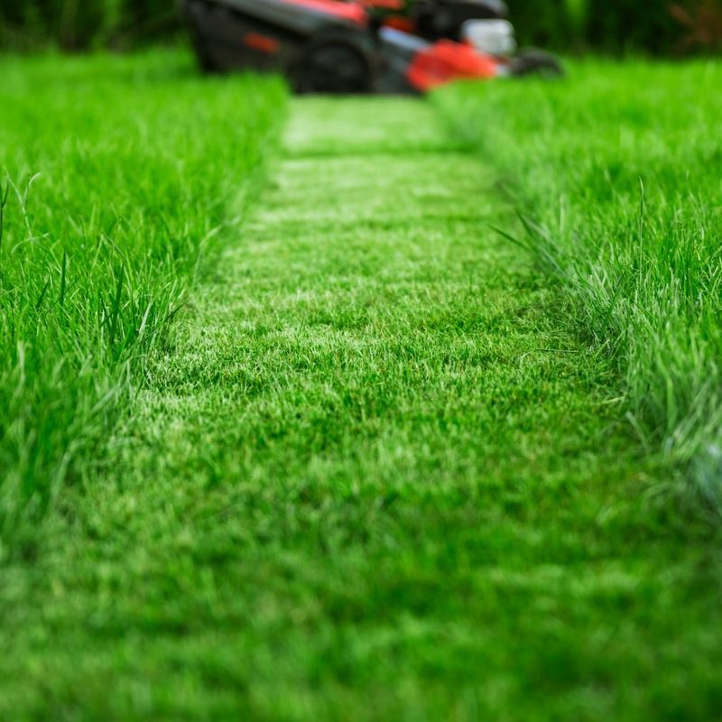 Freshly Cut Grass