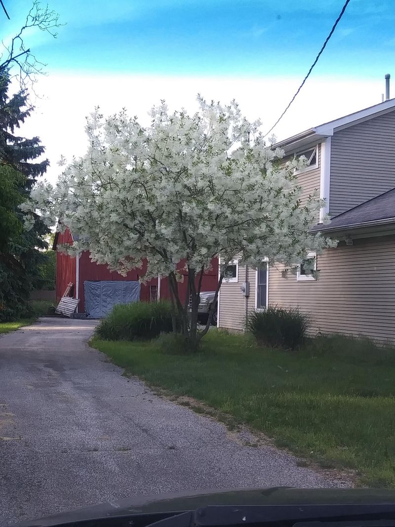 Fringe Tree