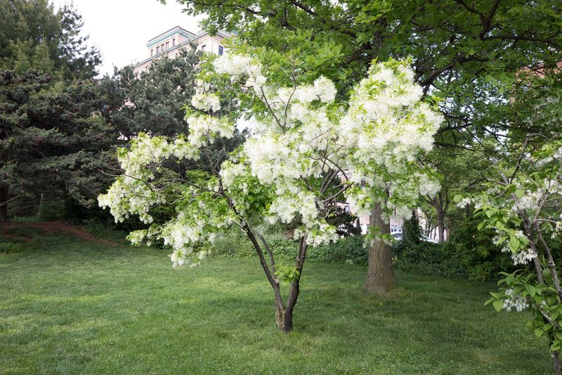 Fringe Tree