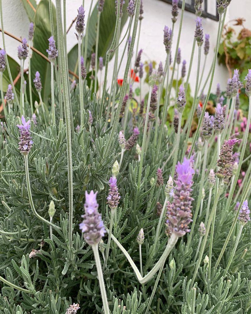 Fringed Lavender