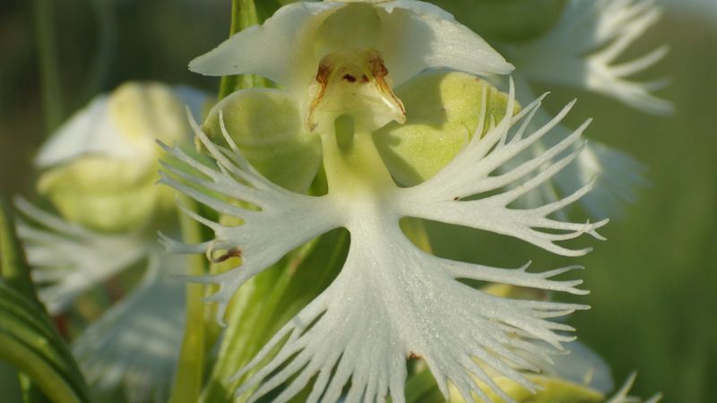 Fringed Orchid