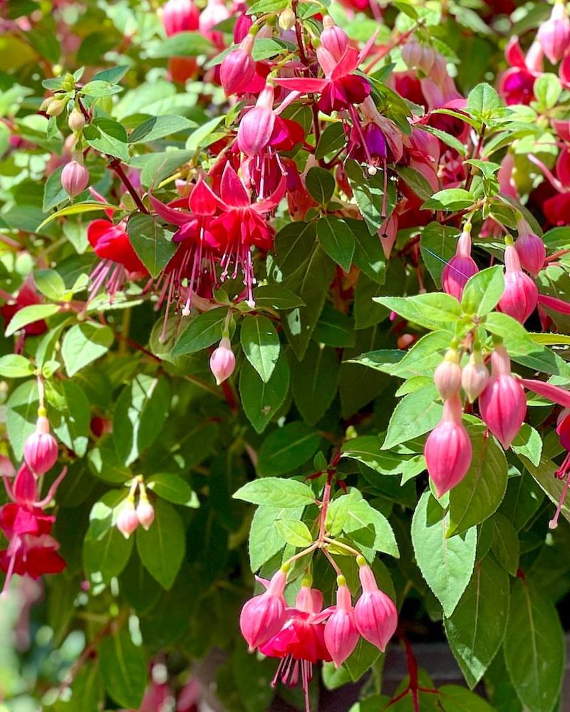 Fuchsia