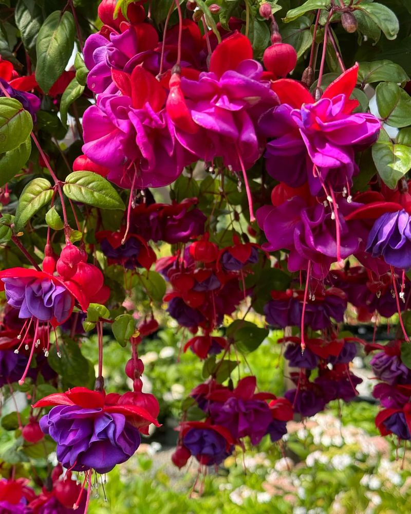 Fuchsia