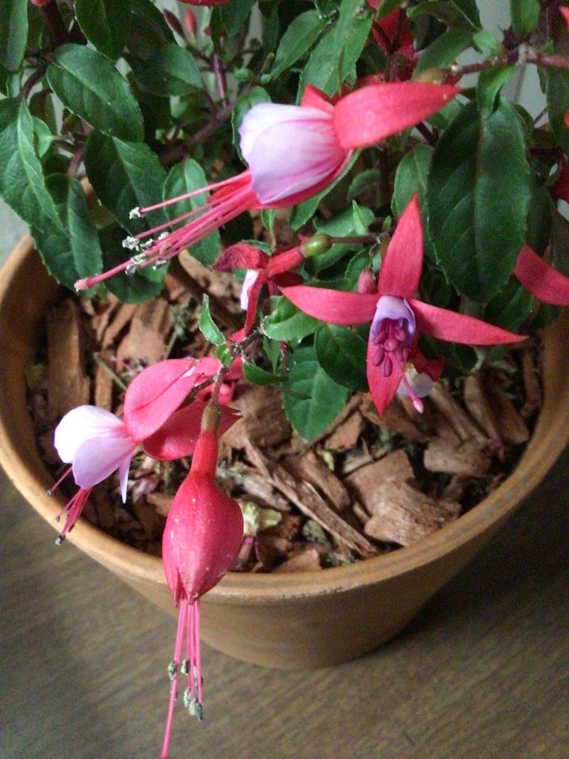 Fuchsia