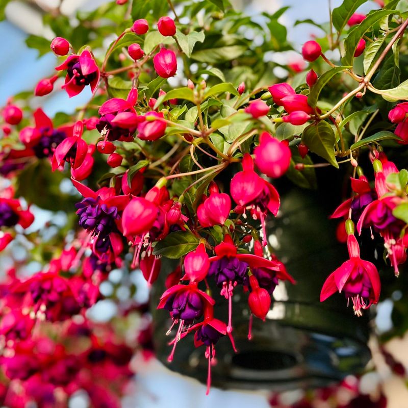 Fuchsia