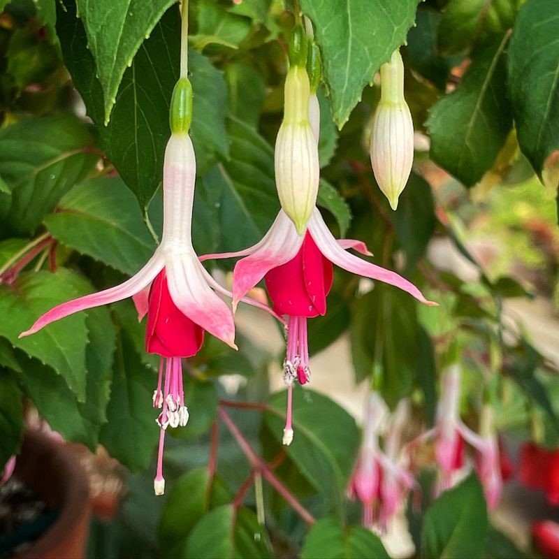 Fuchsia