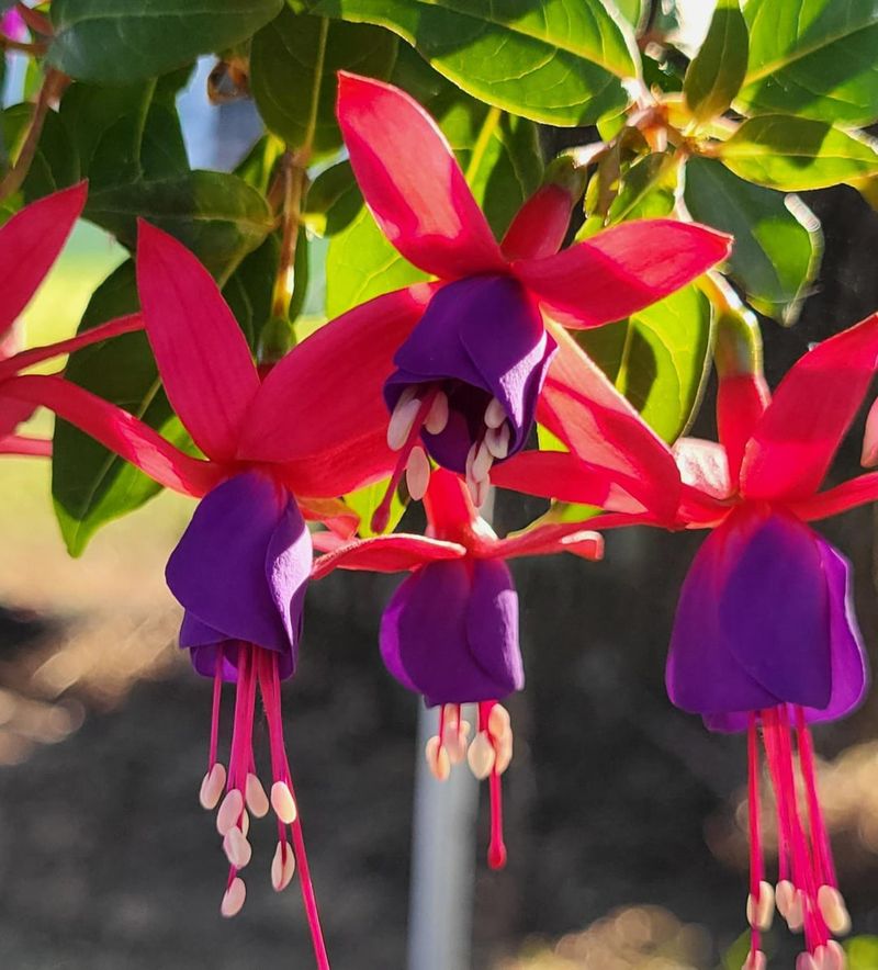 Fuchsia Fantasia