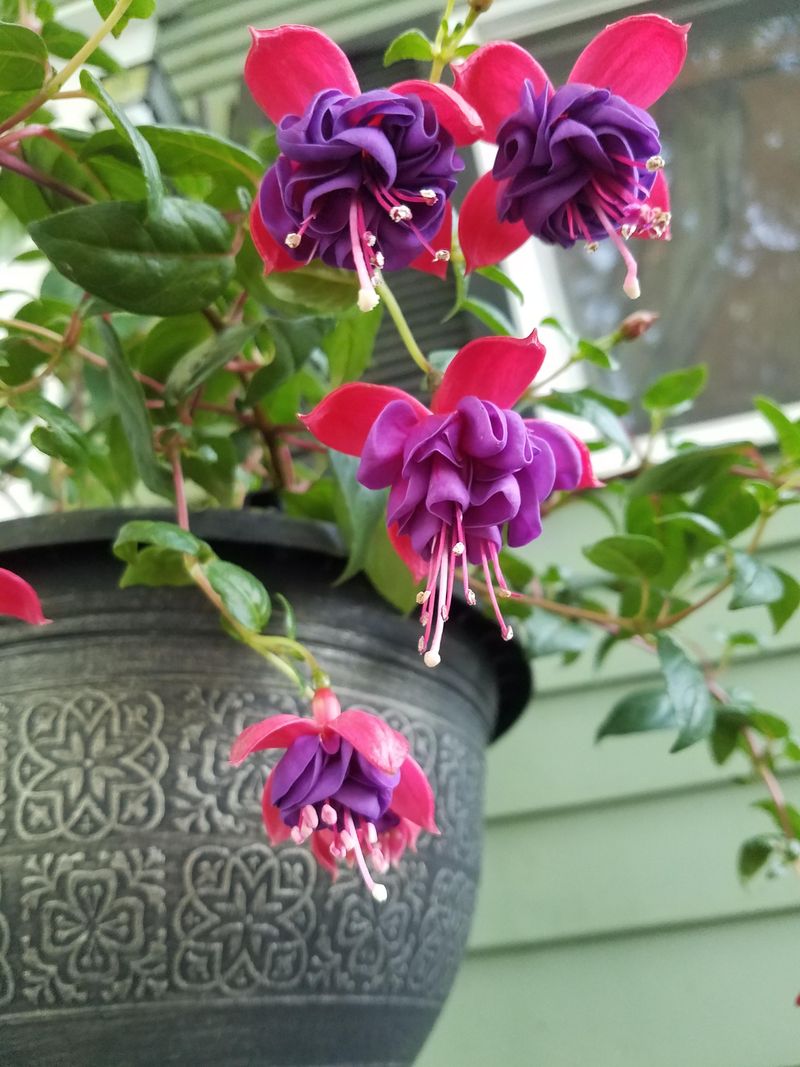 Fuchsia Fantasy