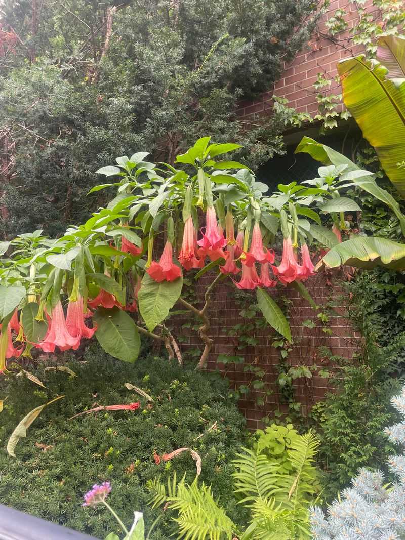 Fuchsia Fence