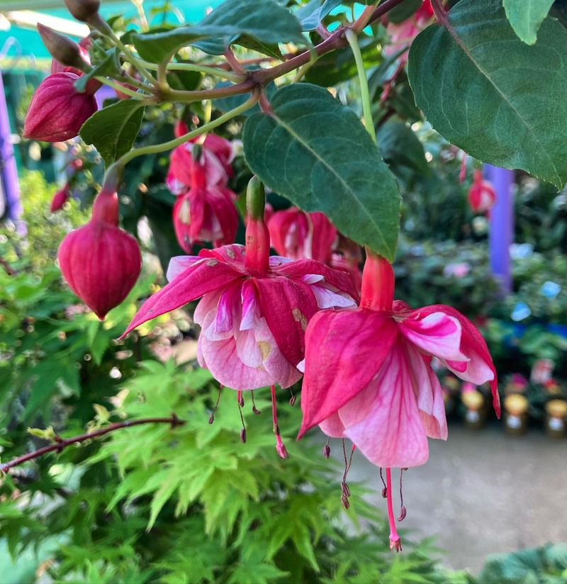 Fuchsia (Fuchsia magellanica)