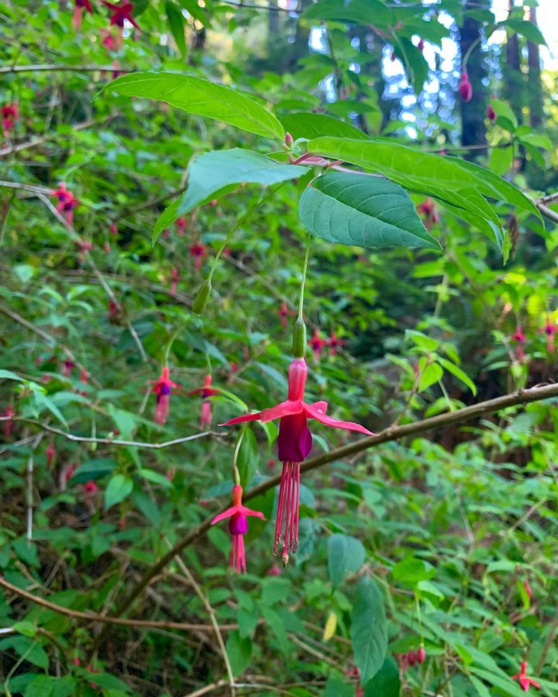 Fuchsia Magellanica