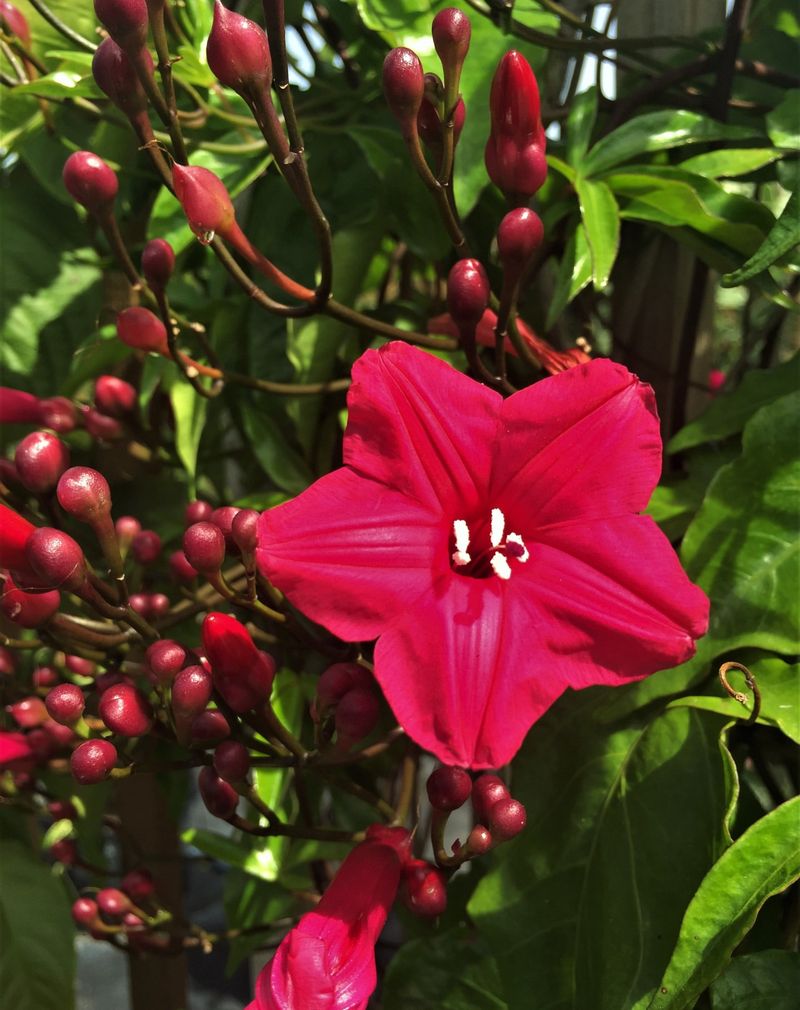 Fuchsia Vine