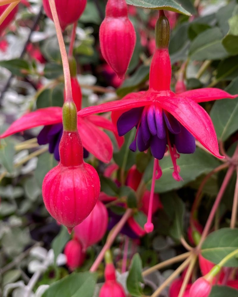 Fuchsias