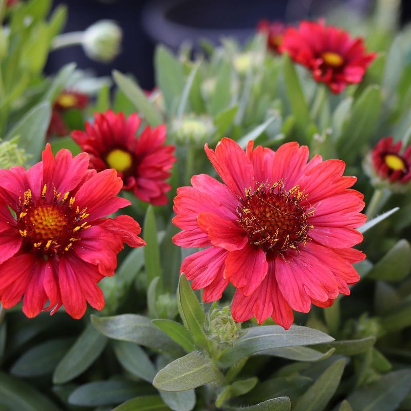 Gaillardia