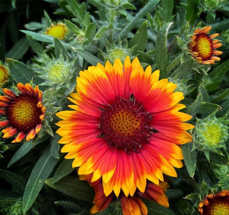 Gaillardia